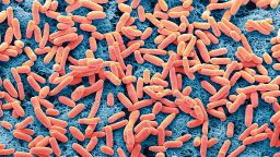 E.coli бактерии. Цветна сканираща електронна микроснимка на пръчковидна грам-отрицателна бактерия Escherichia coli, по-известна като E. coli. Тези бактерии са нормални обитатели на червата на човека (също червата на животните) и обикновено са безвредни. При определени условия Е. coli може да се увеличи в брой и да причини инфекция. Серотипове на Е. coli са отговорни за гастроентерит при деца, особено в тропическите страни. При възрастни това е причината за „диария на пътника“; и на 80% от всички инфекции на пикочните пътища. E.coli 0157:H7 може да причини допълнителни усложнения при деца и възрастни хора; бъбречна недостатъчност, анемия и дехидратация, особено при деца и спонтанно кървене, органна недостатъчност и психични промени при възрастните хора. Някои от тези пациенти развиват трайни увреждания или умират. Увеличение: x4000 при отпечатване на 10 сантиметра ширина