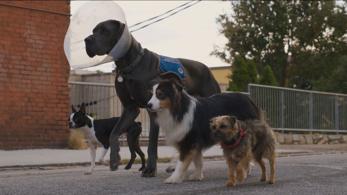 (from left) Bug (Jamie Foxx), Hunter (Randall Park), Maggie (Isla Fisher), and Reggie (Will Ferrell) in Strays, directed by Josh Greenbaum.