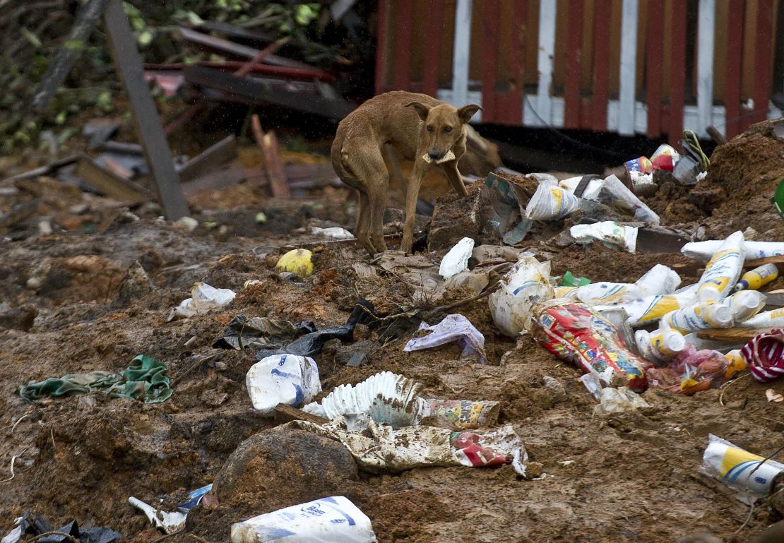 A stray dog rummages for food among debris in La Pintada, state of Guerrero, Mexico, on September 19, 2013 as heavy rains hit the country. Deaths from floods and landslides battering Mexico neared 100 on Thursday as a fresh hurricane hit the northwest and rescuers faced a risky mission in a village buried in mud.