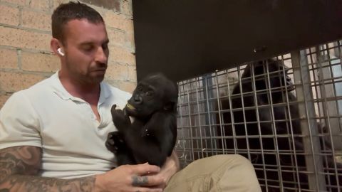 baby gorilla orig thumb 2