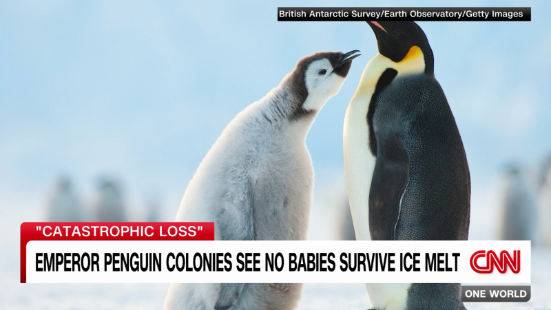 Why Emperor Penguins Are Disappearing | CNN