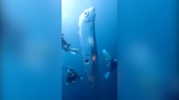 Rare deep sea fish