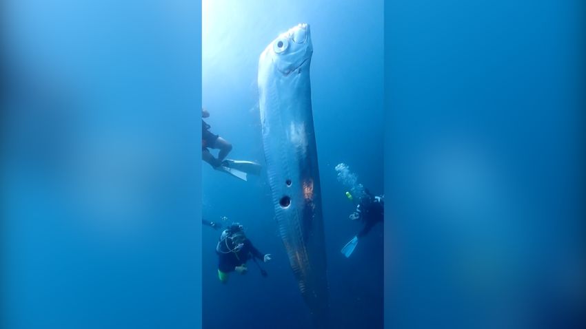 Deep sea fish spotted by divers swimming off Taiwan coast