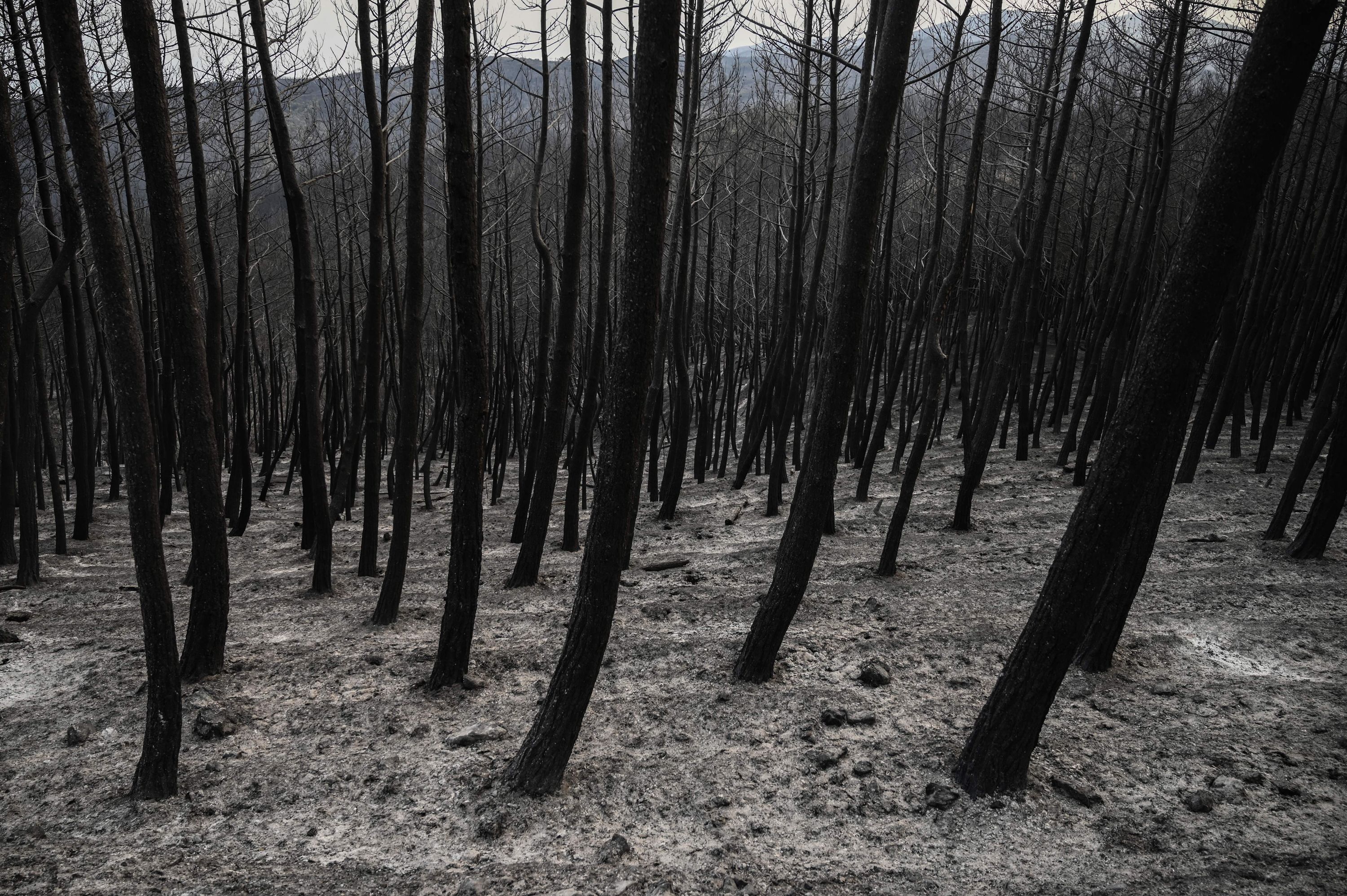 A burnt forest in Kirki, a village near Alexandroupolis, on Thursday, August 24.