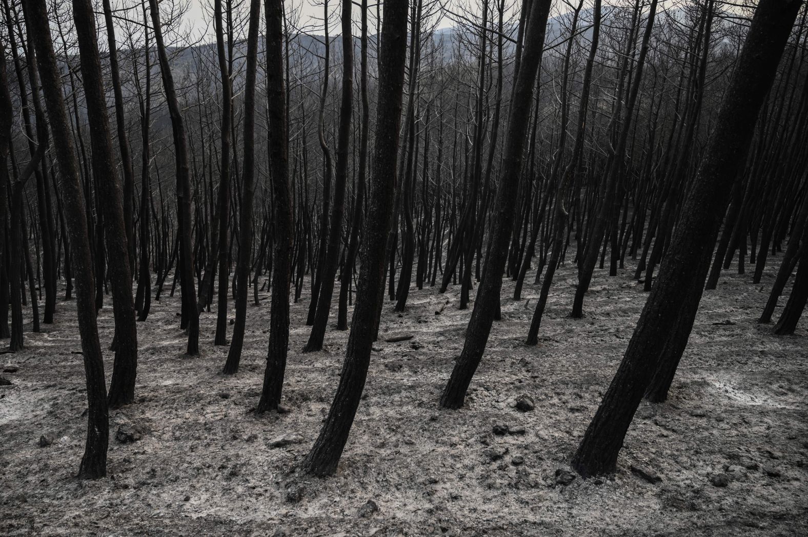 A burnt forest in Kirki, a village near Alexandroupolis, on Thursday, August 24.