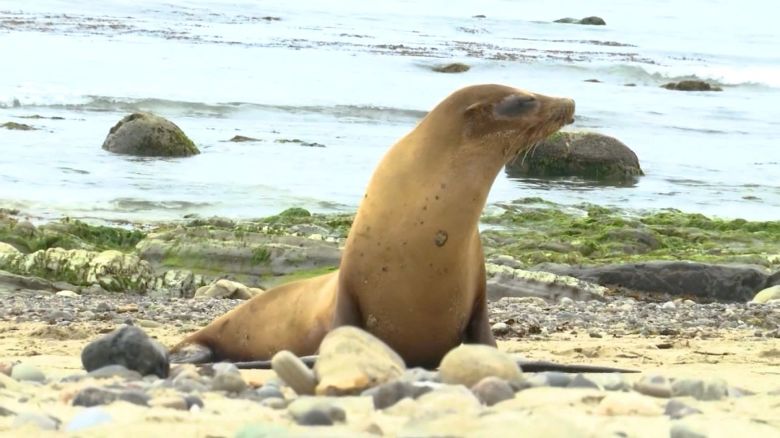 230826133150-sea-lion-elam-pkg.jpg