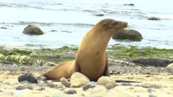 230826133150-sea-lion-elam-pkg.jpg