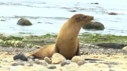 Sea Lion Elam pkg