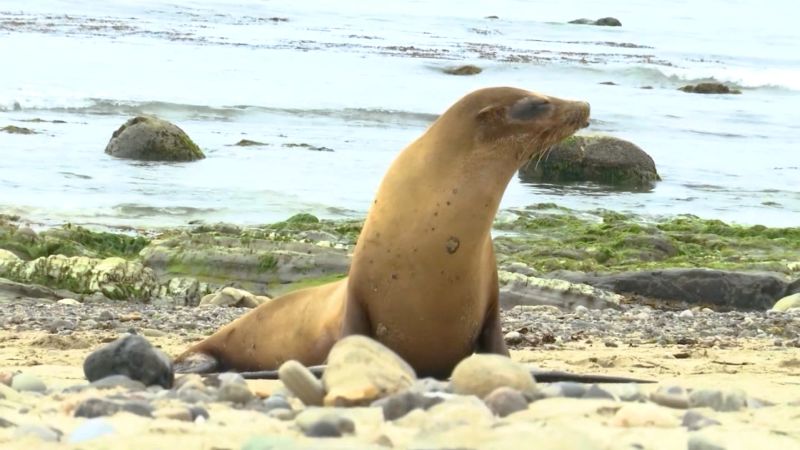 Sea lions sickened by toxic algae released back into ocean  | CNN