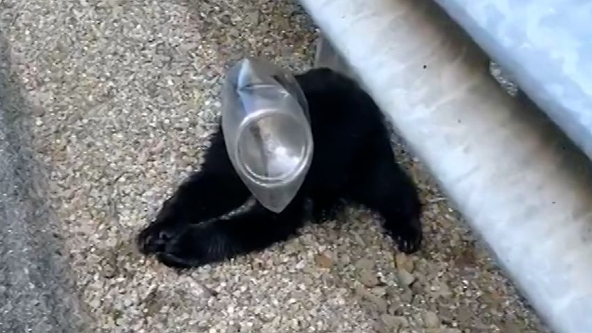 bear rescue orig thumb 1