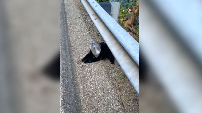 Distressed bear cub rescued after its head was trapped in a plastic container | CNN