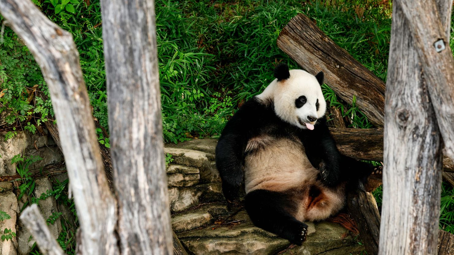 Male giant panda Xiao Qi Ji lounges in his enclosure before eating an ice cake for his third birthday at the Smithsonian National Zoo on August 21, 2023 in Washington.