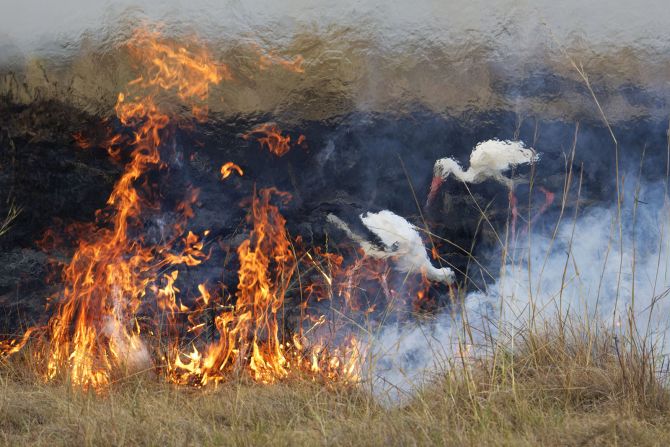 German photographer Elza Friedländer caught a pair of white storks in the shimmering heat against the deliberately burning grasslands of the Maasai Mara National Reserve in Kenya for "Firebirds." Controlled fires are a controversial way to stimulate new growth.