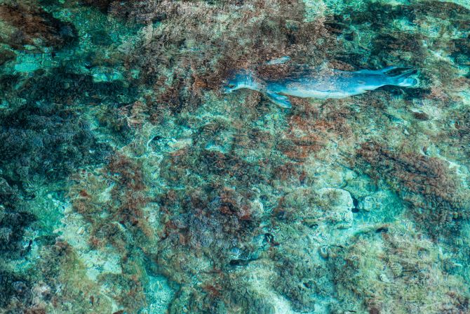 The mosaic-like image of a Mediterranean monk seal in "The vanishing seal" is the stunning result of several hours of Bruno D'Amici's labor in Greece to catch the endangered species through his lens.