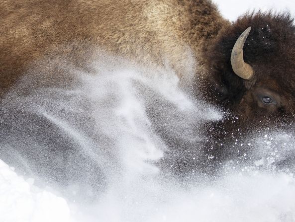 "Snow bison" by photographer Max Waugh is the contrasting sight of a bison kicking up a snow storm over itself in Yellowstone National Park in Wyoming.