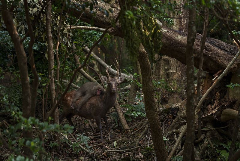 Wildlife Photographer Of The Year 2023 Highly Commended Images Released ...