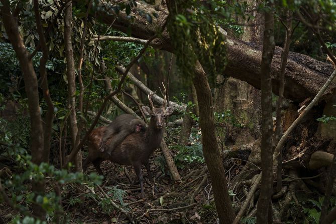 Atsuyuki Ohshima snapped one of nature's curiosities with "Forest rodeo," where a macaque jumps from a tree onto the back of a deer in Yakushima, Kagoshima, Japan. Although rare, this type of interaction is not unheard of.