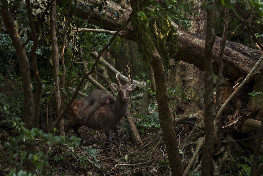 Wildlife Photographer of the Year 2023 highly commended images released