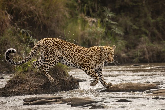 After hearing that a leopard had been spotted nearby, Shashwat Harish's hours of waiting for the animal were rewarded with a tail-curling scene captured in "The catwalk" in Kenya.<br />