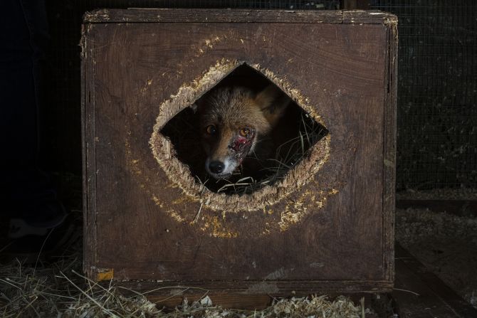 "The face of the persecuted," which depicts an injured fox in Kent, England, is part of South African photographer Neil Aldridge's nine-year project showcasing the relationship the British have with the red fox.