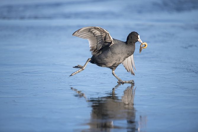 "Coot on ice" by Zhai Zeyu shows a coot struggling to stay upright while holding a squirming loach in its beak. Taken in Dalian, Liaoning, China.