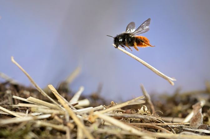 Solvin Zankl watched a two-colored mason bee build the roof of a nest for "Mason bee at work," in Hesse, Germany.