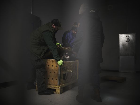 Michał Siarek documented the evacuation of animals from war-torn Ukraine into Poland. "War cub" records the moment a crate containing an evacuated tiger cub is opened in Poland's Poznań Zoo.