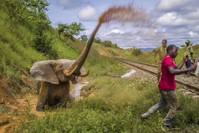 "Fight to the death" displays the distress an elephant felt after a train collision shattered their hip, prior to being put down. Jasper Doest took the photo in Lopé National Park, Gabon.