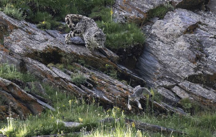 "Race for life" by Donglin Zhou shows the interplay between predator and prey - a snow leopard versus a Pallas's cat - in Sichuan, China. 