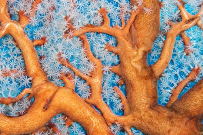 In "Coral connections," Alex Mustard captures the biodiversity of a healthy coral reef rife with ghost gobies swimming within its branches in Lembeh Strait, North Sulawesi, Indonesia.