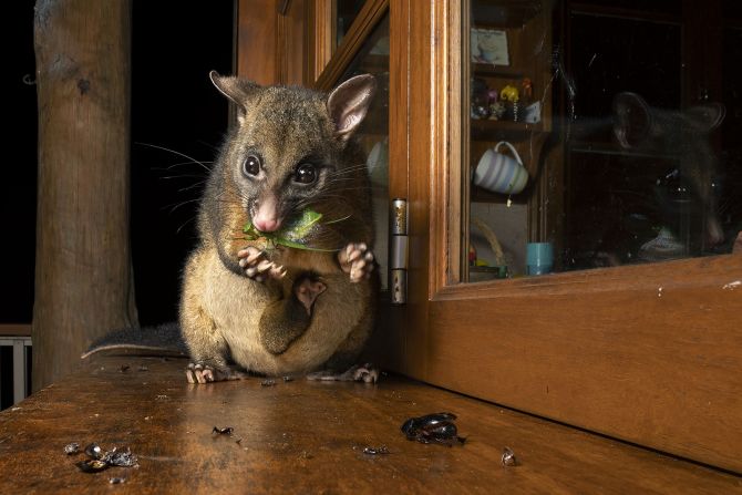 Caitlin Henderson caught a possum snacking on a cicada on her balcony in Queensland, Australia, while carrying a baby in her pouch in "Possum's midnight snack."