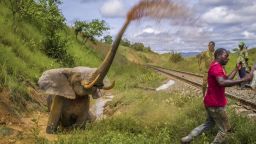 "Fight to the death" displays the distress an elephant felt after a train collision shattered its hip, prior to being put down. Jasper Doest took the photo in Lopé National Park, Gabon.
