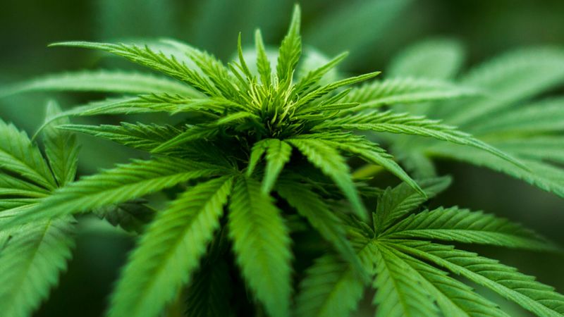 Marijuana users have more heavy metals in their bodies  CNN