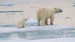 Polar bear mom and cub