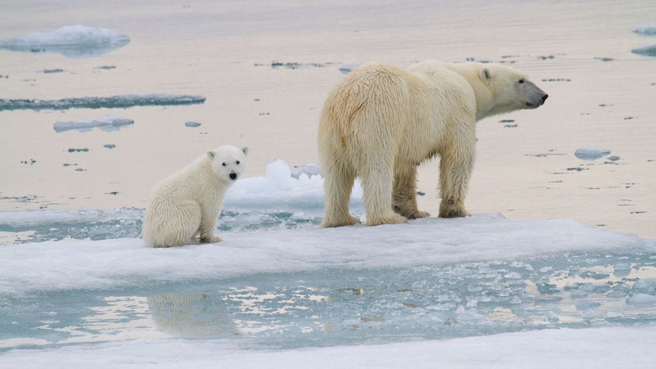 Polar bears mainly feed on their prey from the surface of ice sheets, which are increasingly declining due to climate warming caused by human activity.