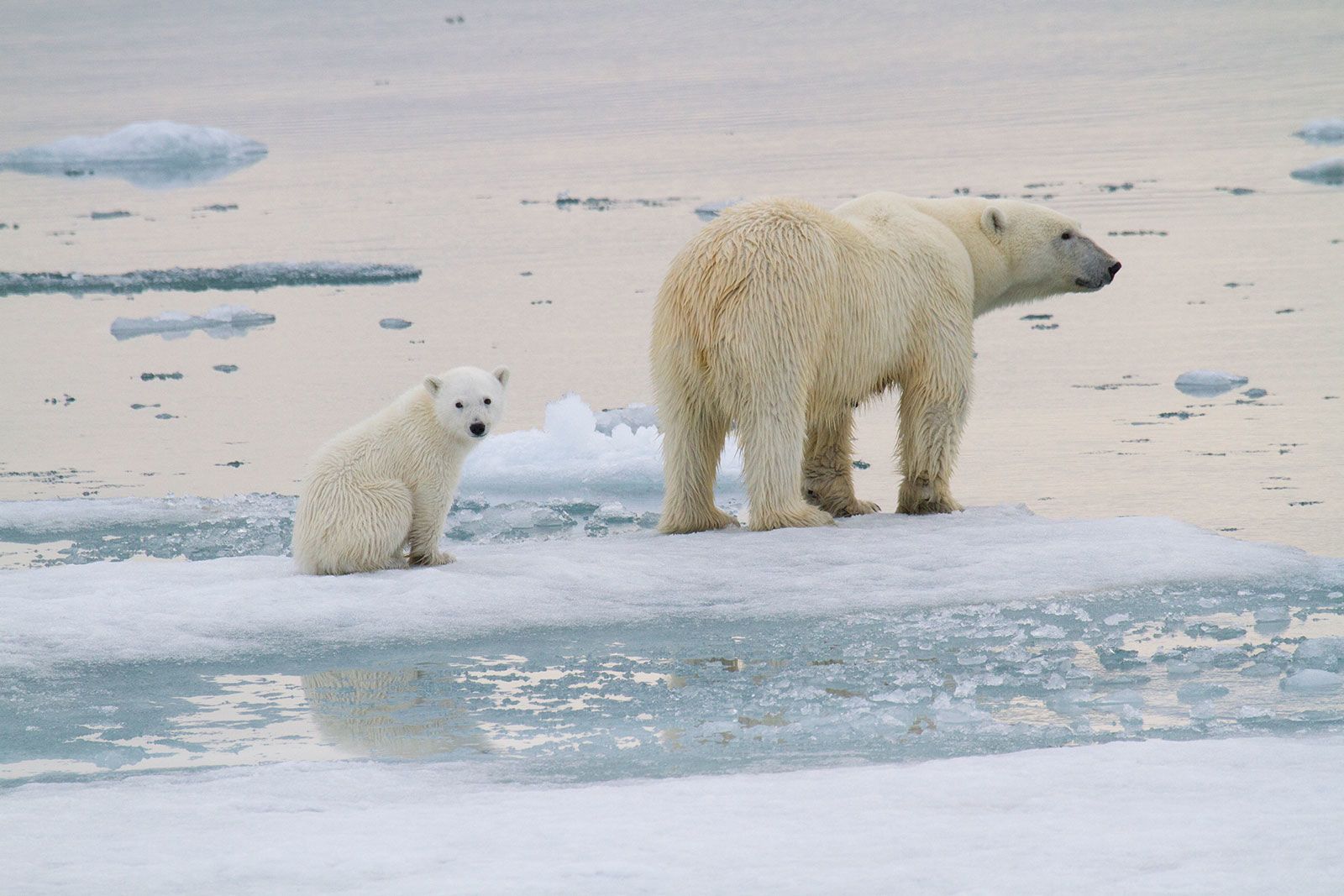 polar bears global warming effects