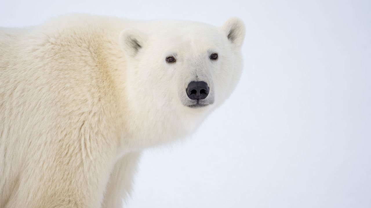 Polar bears were listed under the Endangered Species Act in 2008 but have not benefited from emissions-related protections.