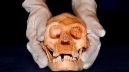 Mandatory Credit: Photo by Shutterstock (515009di)
The skull of a newly discovered species of human - Homo Floresiensis. Believed to be living 18,000 years ago, barely a metre tall with a skull the size of a grapefruit. The partial skeleton was discovered on the Indonesian island of Flores - 27 Oct 2004
VARIOUS