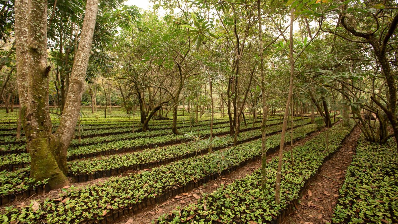 Indigenous trees grown alongside the coffee plants help provide shade and reforest the park