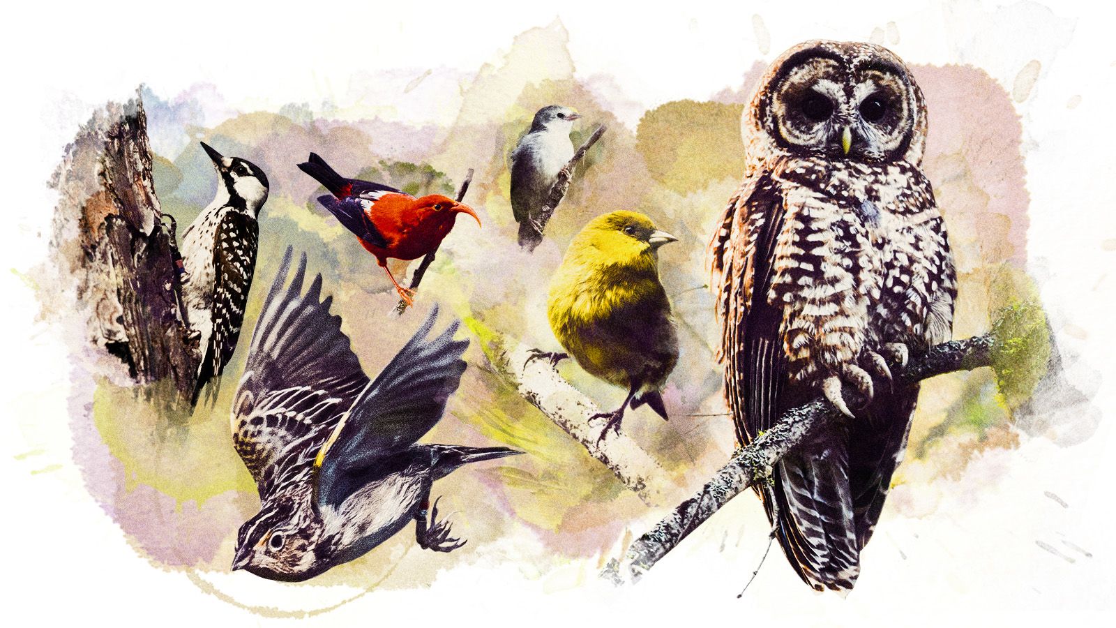 North American Bird Feather Replicas® Set: Owls