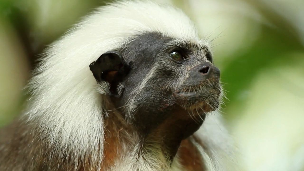 Cotton-top tamarin card