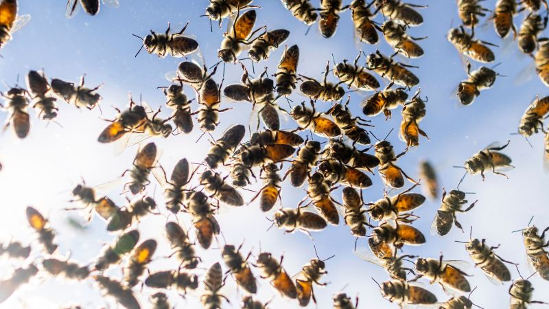 Canadian authorities are racing to catch five million bees spilling onto the roads