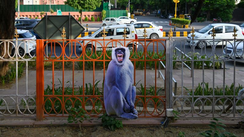 G20.  Нью-Дели не хочет, чтобы его обезьяны испортили саммит.  Но у нее есть план