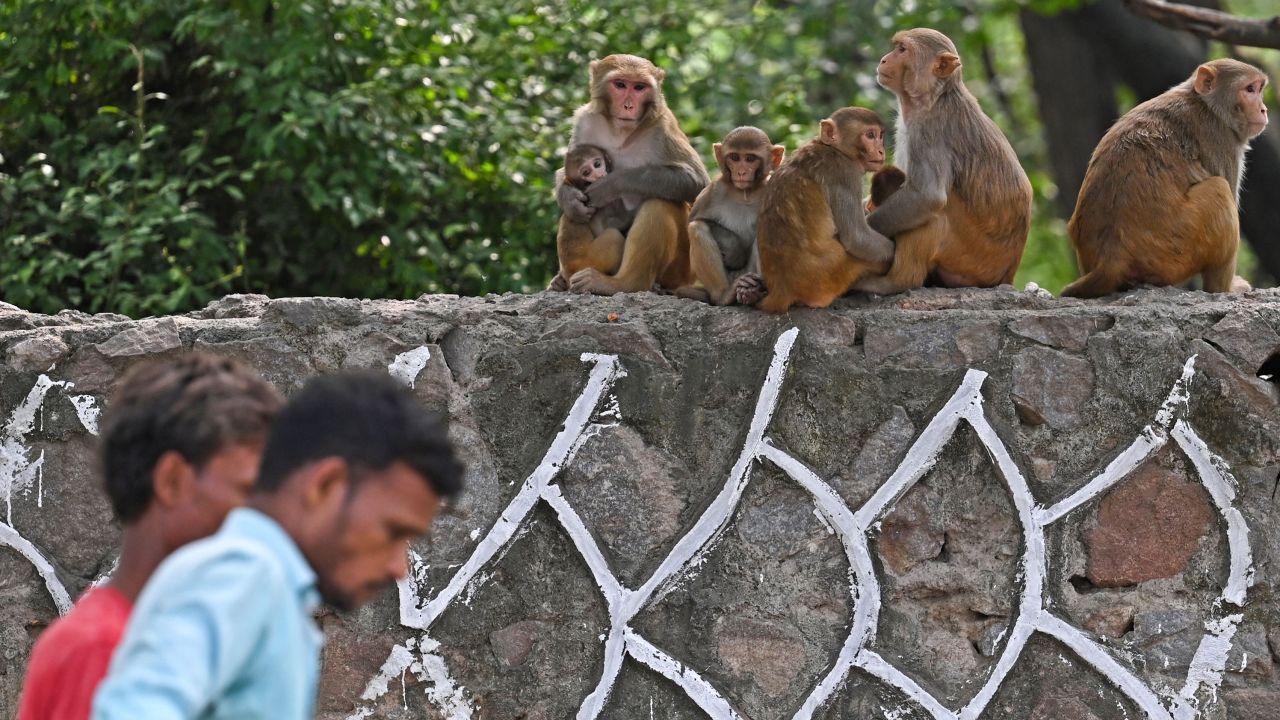 Men walk past monkeys on a street in New Delhi on August 30 ahead of the G20 Summit.