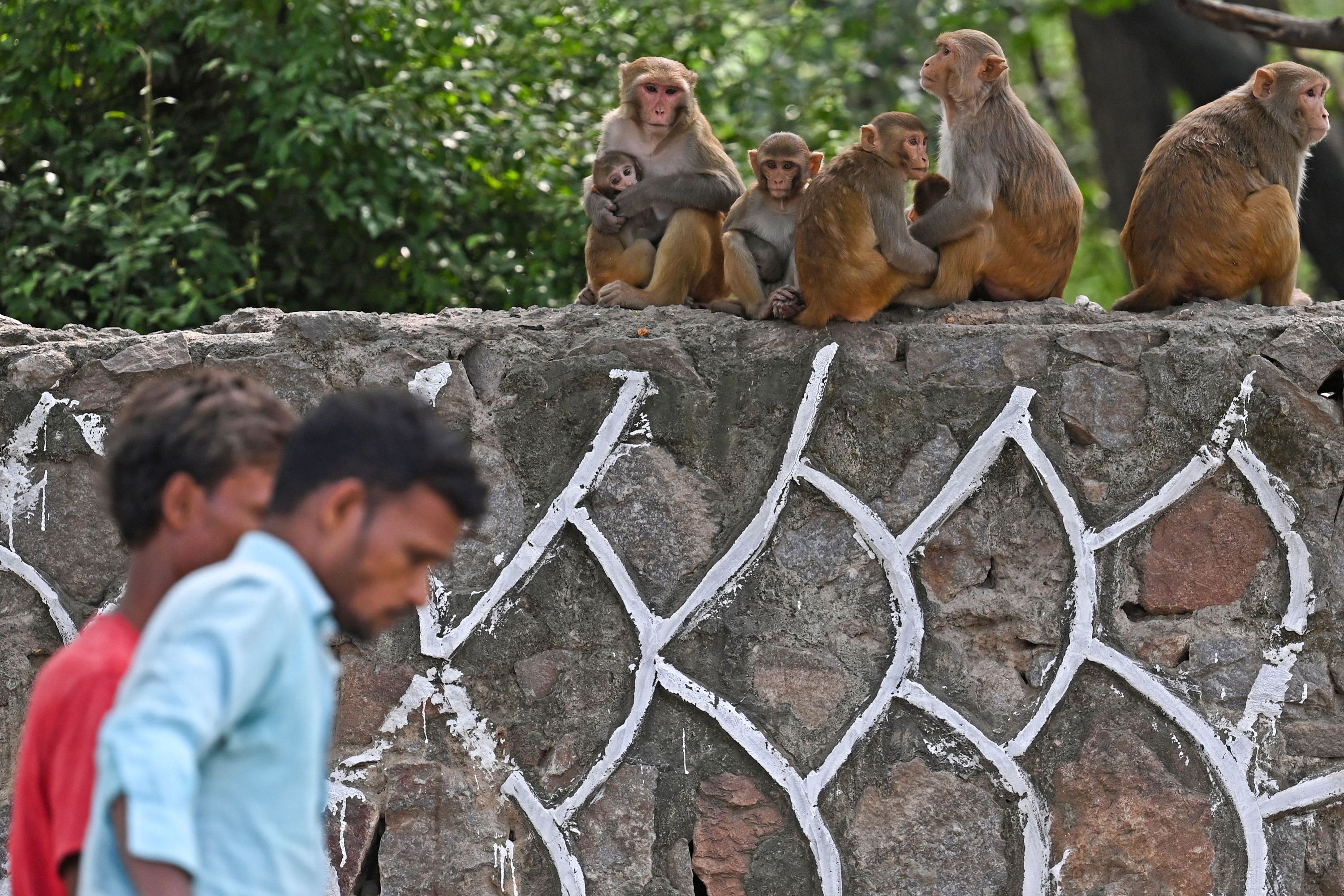 G20 summit's plan to scare off monkeys by mimicking their 'natural