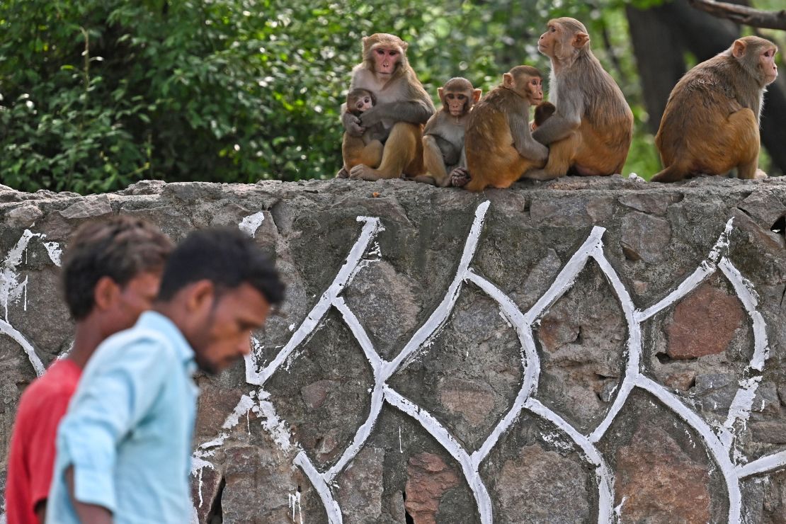 Men walk past monkeys on a street in New Delhi on August 30 ahead of the G20 Summit.