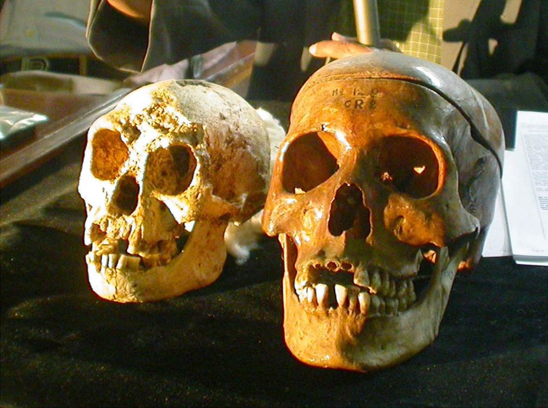 The skull, left,  of a newly discovered 18,000-year-old species, known as  Homo floresiensis,  is displayed next to a normal human's skull, right,  at a news conference in Yogyakarta, Indonesia Friday, Nov. 5, 2004. In a breathtaking discovery, scientists working on a remote Indonesian island of Flores say they have uncovered the bones of a human dwarf species marooned for eons while modern man rapidly colonized the rest of the planet. (AP Photo/str)