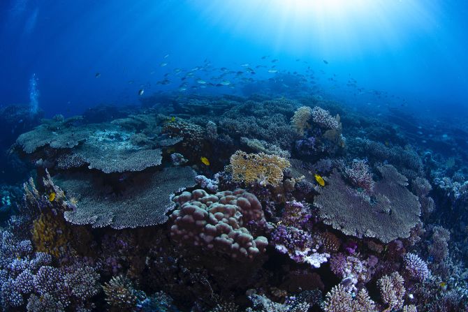 <strong>Clear blue waters: </strong>"When you get to the shore you see it is pristine, untouched, with clear visibility, like a huge swimming pool full of fish," says diving expert Firas Jundi. "This has not been a diving destination so you can imagine how protected the coral is."
