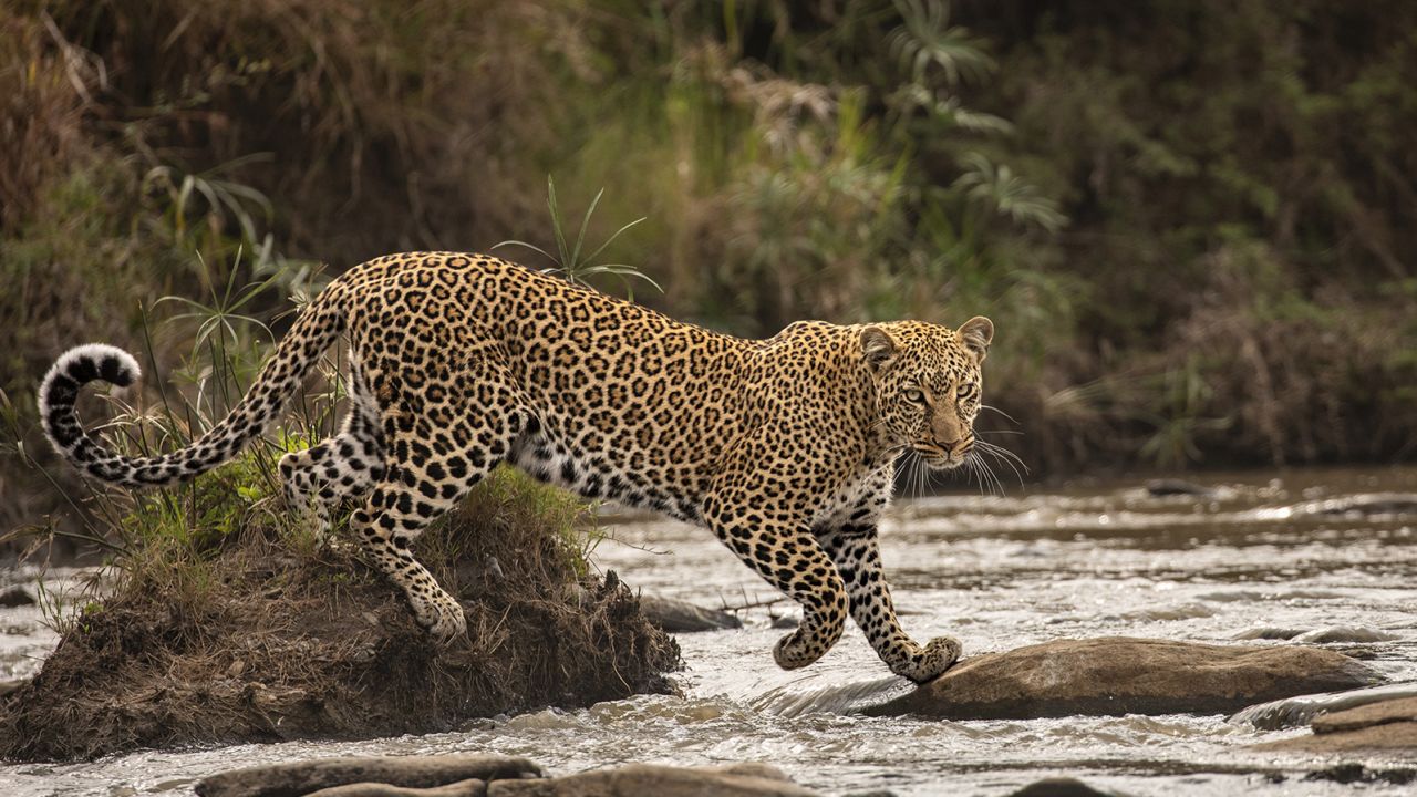 A leopard is captured at the perfect moment in one of the photos submitted to the competition.
