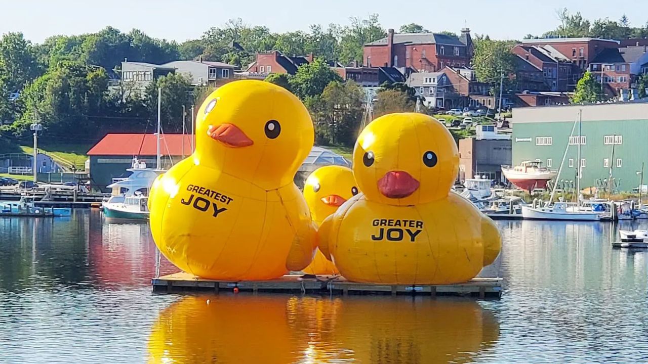 Giant inflatable ducks return to Belfast Harbor in Maine for a third